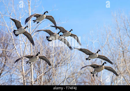 Schwarm Kanadagänse (Branta canadensis) fliegen im Winter vergangenen blattlosen Bäumen und einem blauen Himmel, Colorado, Vereinigte Staaten von Amerika Stockfoto