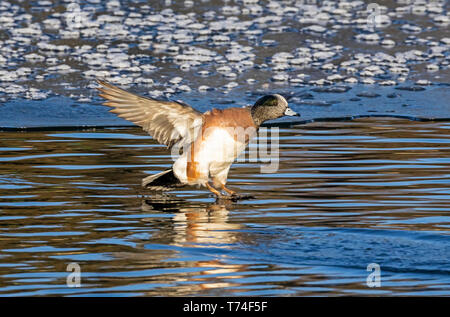 American Widgeon (Mareca americana) Landung auf dem Wasser; Fort Collins, Colorado, Vereinigte Staaten von Amerika Stockfoto