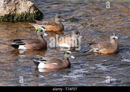 Amerikanische Pfeifenten (Mareca americana) Schwimmen im seichten Wasser; Fort Collins, Colorado, Vereinigte Staaten von Amerika Stockfoto