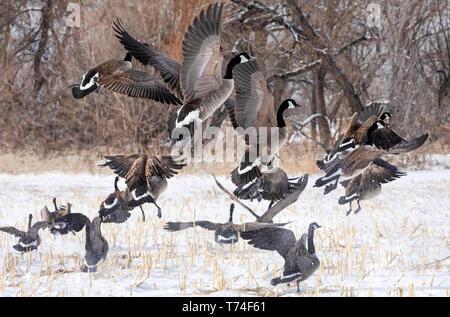 Schwarm Kanadagänse (Branta canadensis) Landung in einem schneebedeckten Feld; Fort Collins, Colorado, Vereinigte Staaten von Amerika Stockfoto