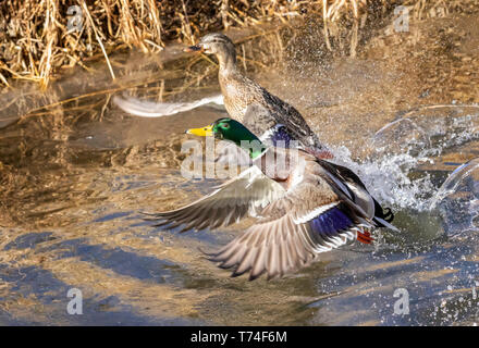 Männliche und weibliche Stockenten (Anas platyrhynchos), die von einem Teich, Fort Collins, Colorado, Vereinigte Staaten von Amerika Stockfoto