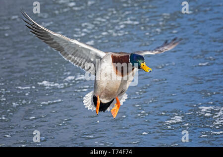 Männliche Stockente (Anas platyrhynchos) im Flug über Wasser; Fort Collins, Colorado, Vereinigte Staaten von Amerika Stockfoto