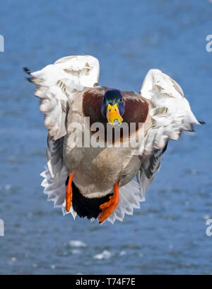 Männliche Stockente (Anas platyrhynchos) im Flug über Wasser; Fort Collins, Colorado, Vereinigte Staaten von Amerika Stockfoto