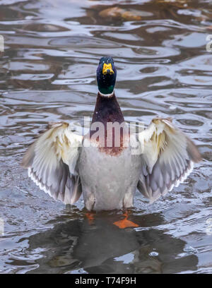 Männliche Stockente (Anas platyrhynchos) in Wasser und Flattern ist Flügel; Fort Collins, Colorado, Vereinigte Staaten von Amerika Stockfoto