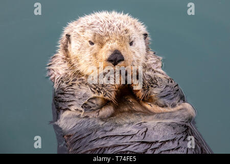 Ein nasser Seeotter (Enhydra lutris) spielen und Essen in der Nähe der kleinen Yacht Harbour, South-central Alaska; Seward, Alaska, Vereinigte Staaten von Amerika Stockfoto