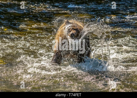 Ein Braunbär (Ursus arctos) schüttelt das Wasser ab, nachdem er während des Sommerlachslaufs im Russian River in der Nähe von Cooper Landing, South-Cent... Stockfoto