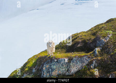 Eine Bergziege (Oreamnos americanus) steht auf einem Hügel in der Nähe des Harding Icefield Trail am Exit Glacier im Kenai Fjords National Park in So... Stockfoto