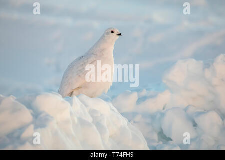 Willow ptarmigan (Lagopus lagopus) stehen in Schnee und Eis mit weißen Winter Gefieder in Arktis Valley, South-central Alaska Stockfoto