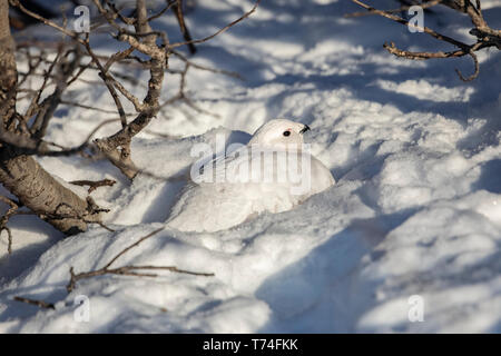 Willow Ptarmigan (Lagopus lagopus) liegt im Schnee unter einem Baum mit weißem Wintergefieder im Arctic Valley, Süd-Zentral Alaska Stockfoto