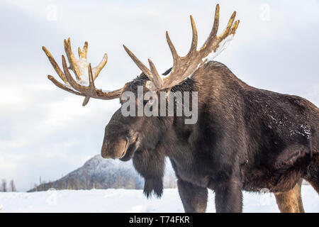 Reifen bull Elch (Alces alces) mit Geweih abgeworfen aus Samt im Schnee, Alaska Wildlife Conservation Center, South-central Alaska Stockfoto
