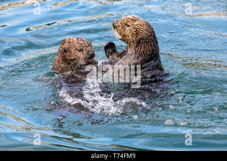 Seeotter (Enhydra lutris) Schwimmen und Spielen, während Sie in das Wasser in der Nähe von dem kleinen Boot Hafen essen, Seward, Alaska, Vereinigte Staaten von Amerika Stockfoto