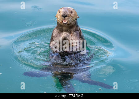 Seeotter (Enhydra lutris) spielen und essen im Wasser in der Nähe der kleinen Yacht Hafen; Seward, Alaska, Vereinigte Staaten von Amerika Stockfoto