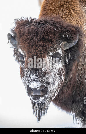 Ein großes Holz Bison (Bison bison athabascae) im Schnee, Captive in Alaska Wildlife Conservation Center; Portage, Alaska, Vereinigte Staaten von Amerika Stockfoto