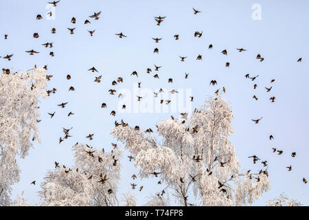 Schar von Böhmischen Wachsflügeln (Bombycilla garrulus) fliegen über frostigen Bäumen in einem blauen Himmel, diese Vögel sind in Anchorage während... Stockfoto