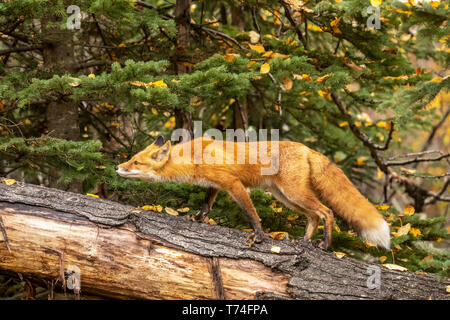 Red Fox (Vulpes vulpes) in den Campbell Creek Gegend, South-central Alaska; Alaska, Vereinigte Staaten von Amerika Stockfoto