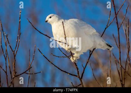 Willow ptarmigan (Lagopus lagopus) mit weißer Winter Gefieder in einen Baum, South-central Alaska gehockt, Anchorage, Alaska, Vereinigte Staaten von Amerika Stockfoto