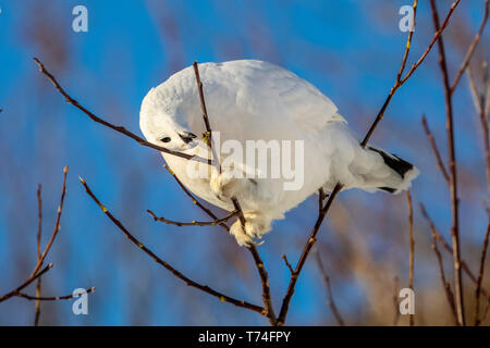 Willow ptarmigan (Lagopus lagopus) Fütterung mit Knospen in einem Baum mit weißen Winter Gefieder, South-central Alaska Stockfoto