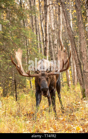 Ein reifer Bullenelch (Alces alces) spaziert im Herbst durch den Kincaid Park in Anchorage, Alaska, am Anfang der Rut und der Stier schaut... Stockfoto