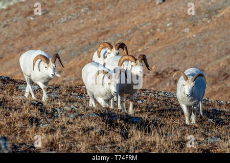 Dall Schaframme (Ovis dalli), die einen Hügel im Hochland im Denali National Park hinauf wandern und im Herbst im Inneren Alaskas erhalten bleiben. Rams of ... Stockfoto