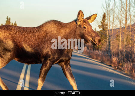 Eine Kuh Elche (alces Schnürsenkel) durchquert den Park Road im Denali National Park im Herbst; Alaska, Vereinigte Staaten von Amerika Stockfoto