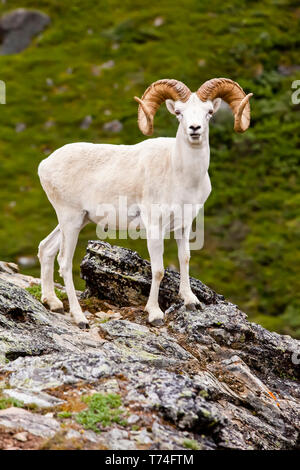 Volle curl Dallschafe ram (Ovis dalli) Es ist Sommer Mantel auf einem felsigen Grat im Denali National Park, Alaska Stockfoto