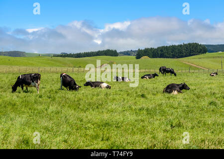Grünen, grünen Felder mit Kühen im Frühling, in der Nähe von Kaka Point; South Island, Neuseeland Stockfoto