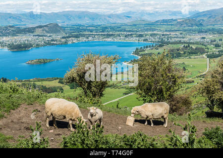 Schafe auf einer grünen Berghang entlang Roys Peak Track mit Wanaka See im Hintergrund; South Island, Neuseeland Stockfoto