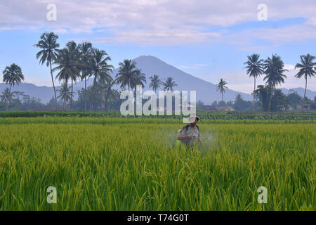 Ein indonesischer Landwirt in seinem Land ist eine Droge Reis Schädlinge zu bekämpfen, die durchgeführt werden, jeden Morgen Stockfoto