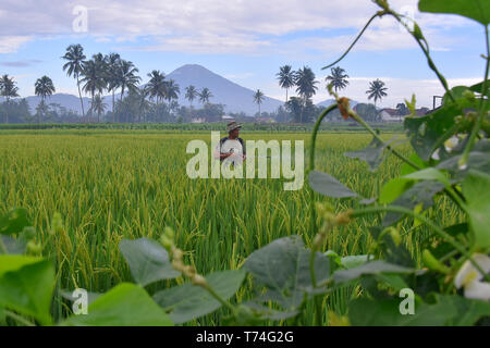 Ein indonesischer Landwirt in seinem Land ist eine Droge Reis Schädlinge zu bekämpfen, die durchgeführt werden, jeden Morgen Stockfoto