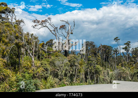 Alten toten Bäumen und grünen Dschungel der Ship Creek an der Westküste; South Island, Neuseeland Stockfoto
