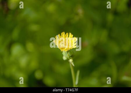 Gelber Löwenzahn Taraxacum Blume in meinem backyeard Stockfoto