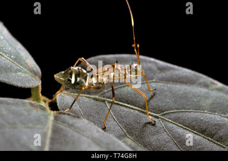 GREEN TREE ANT (OECOPHYLLA SMARAGDINA) DAINTREE NATIONAL PARK, Queensland, Australien Stockfoto