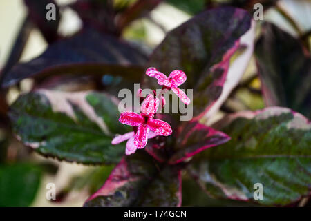 Rosa und weiße Blume Stockfoto