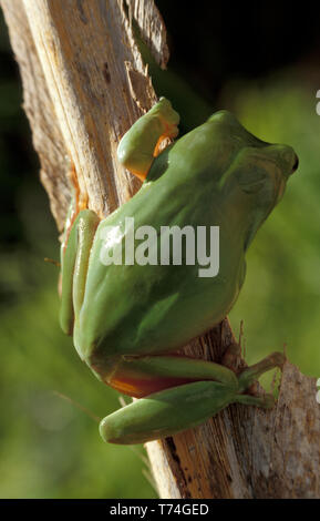 RÜCKSEITENBILD EINES AUSTRALISCHEN GRÜNEN BAUMFROSCHES (LITORIA SP.) AUSTRALIEN. Stockfoto