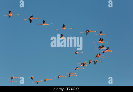 American Flamingos (Phoenicopterus ruber) fliegen in einer V-Formation, Celestun Biosphere Reserve; Celestun, Yucatan, Mexiko Stockfoto