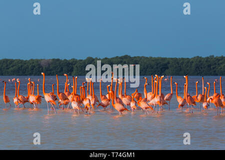 American Flamingos (Phoenicopterus ruber) waten im Wasser, Biosphärenreservat Celestun; Celestun, Yucatan, Mexiko Stockfoto