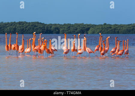 American Flamingos (Phoenicopterus ruber) im Wasser stehend, Biosphärenreservat Celestun; Celestun, Yucatan, Mexiko Stockfoto