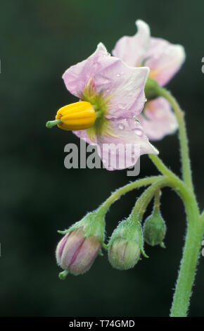 Blühende KARTOFFEL (SOLANUM TUBEROSUM) eingetragene'. Stockfoto