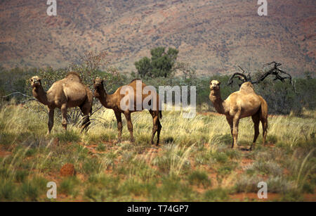 Drei wilde Kamele im Northern Territory, Australien Stockfoto
