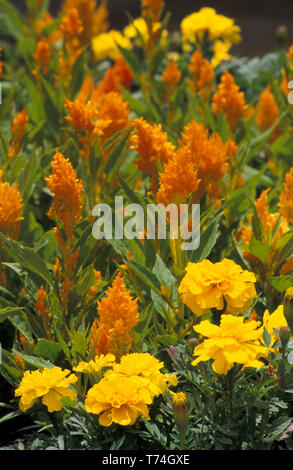 ORANGE CELOSIA ARGENTEA 'PYRAMIDALIS' (PRINZ VON WALES FEDERN) MIT GELBEN MARIGOLDEN (TAGETES IM V/HINTERGRUND) Stockfoto