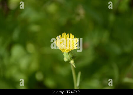 Gelber Löwenzahn Taraxacum Blume in meinem backyeard Stockfoto