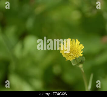 Gelber Löwenzahn Taraxacum Blume in meinem backyeard Stockfoto
