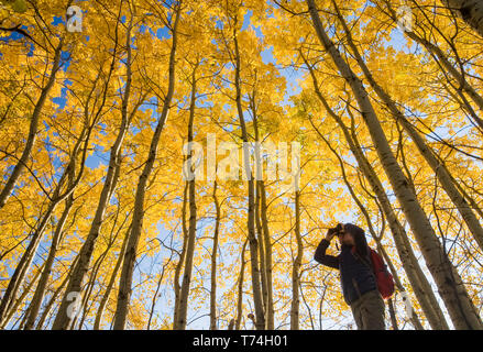 Wanderer Vogelbeobachtung im Herbst mit den goldenen Laub auf dem Aspen Bäume, Vögel Hill Provincial Park, Manitoba, Kanada Stockfoto