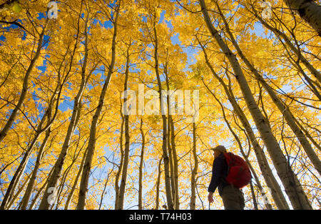 Wanderer Vogelbeobachtung im Herbst mit den goldenen Laub auf dem Aspen Bäume, Vögel Hill Provincial Park, Manitoba, Kanada Stockfoto