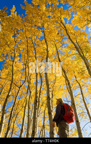 Wanderer Vogelbeobachtung im Herbst mit den goldenen Laub auf dem Aspen Bäume, Vögel Hill Provincial Park, Manitoba, Kanada Stockfoto