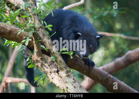 CHIANG MAI, THAILAND - 20. JULI 2018: Binturong (Arctictis binturong) auf einem Baum in der sonnigen Nachmittag Stockfoto