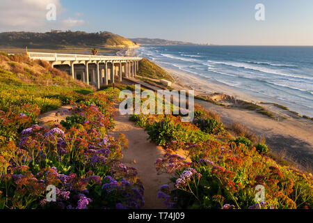 Spring Flower Blüte bei Torrey Pines State Beach, San Diego, Kalifornien. Stockfoto