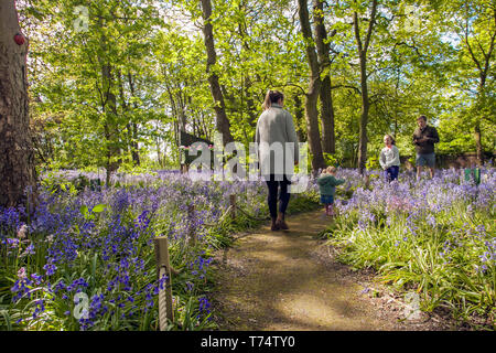 Frau, die in Warton Hall Gardens, Fylde, Großbritannien, das blühende Bluebell-Waldgebiet Großbritanniens erkundet. Mai 2017. Sonniger Frühlingstag, wenn auch ein wenig kalt, während die Besucher unter der fantastischen Auswahl an Frühlingsblebells erkunden. Bluebell-Hölzer, in denen diese Lieblingsblume in formelle Pflanzung integriert ist. Warton Hall ist ein georgianisches Herrenhaus in 4 Hektar Garten mit einem schönen bluebell Waldspaziergang. Einst im Besitz von Augustus Wyckham Clifton aus der Clifton-Familie von Lytham, Lancashire. Stockfoto