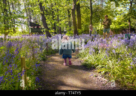 Frau, die in Warton Hall Gardens, Fylde, Großbritannien, das blühende Bluebell-Waldgebiet Großbritanniens erkundet. Mai 2017. Sonniger Frühlingstag, wenn auch ein wenig kalt, während die Besucher unter der fantastischen Auswahl an Frühlingsblebells erkunden. Bluebell-Hölzer, in denen diese Lieblingsblume in formelle Pflanzung integriert ist. Warton Hall ist ein georgianisches Herrenhaus in 4 Hektar Garten mit einem schönen bluebell Waldspaziergang. Einst im Besitz von Augustus Wyckham Clifton aus der Clifton-Familie von Lytham, Lancashire. Stockfoto