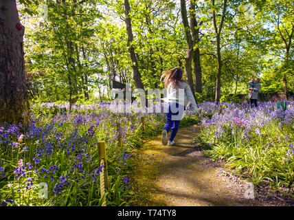 Frau, die in Warton Hall Gardens, Fylde, Großbritannien, das blühende Bluebell-Waldgebiet Großbritanniens erkundet. Mai 2017. Sonniger Frühlingstag, wenn auch ein wenig kalt, während die Besucher unter der fantastischen Auswahl an Frühlingsblebells erkunden. Bluebell-Hölzer, in denen diese Lieblingsblume in formelle Pflanzung integriert ist. Warton Hall ist ein georgianisches Herrenhaus in 4 Hektar Garten mit einem schönen bluebell Waldspaziergang. Einst im Besitz von Augustus Wyckham Clifton aus der Clifton-Familie von Lytham, Lancashire. Stockfoto